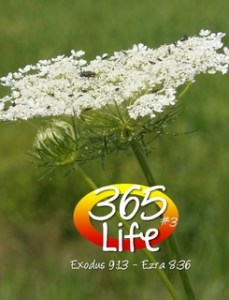 365 Life Journal #3 front only